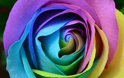 متعددة الألوان روز, 4k, برعم, قرب, قوس قزح, وردة ملونة, الورود