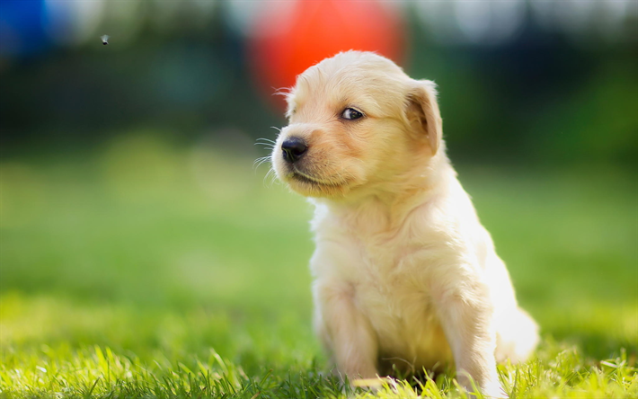 ゴールデンレトリーバー, フライ, 子犬, 犬, ペット, かわいい犬, labradors, ゴールデンレトリーバー犬