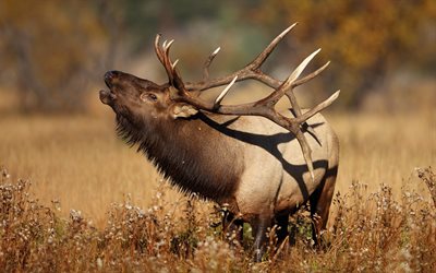 deer, field, wild nature, old deer, large deer horns