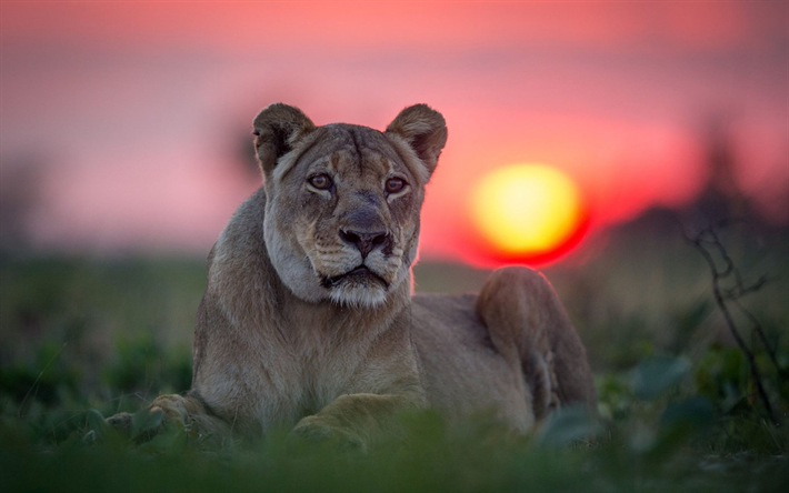 lionne, lever du soleil, le museau, la faune, les pr&#233;dateurs, l&#39;Afrique