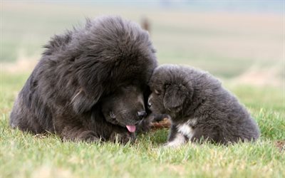 Terranova, la madre y los cachorros, cachorro, c&#233;sped, mascotas, lindo perro, negro terranova, perros, Perro de Terranova