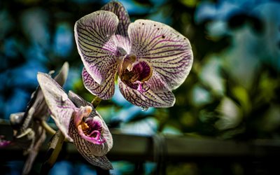orkidea, wildlife, valkoinen ja vaaleanpunainen orkideat, trooppisia kukkia, orkideat branch