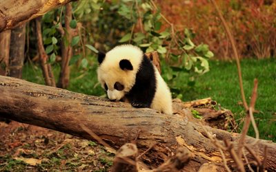 panda, filhote, animais fofos, engra&#231;ado panda, jardim zool&#243;gico, ursos, Ailuropoda