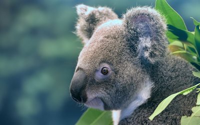 Koala, cute bear cub, retrato, marsupiales, Australia, fauna, Phascolarctos cinereus