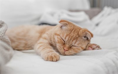Scottish Fold Gato, gengibre gatinho, animais de estima&#231;&#227;o, dormir gatinho, gatos, animais fofos, gatinho, o gato dom&#233;stico, Scottish Fold