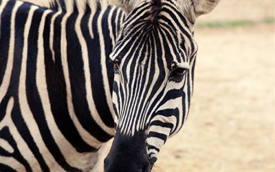 zebra, wildlife, striped animals, Africa