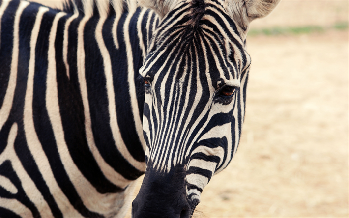 zebra, vilda djur, randiga djur, Afrika