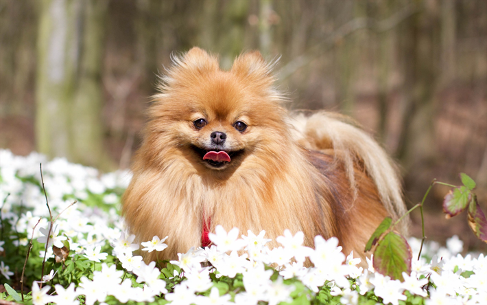 Pomerania Spitz, primavera, esponjoso poco de perros, mascotas, animales de raza decorativos perro, blanco flores silvestres