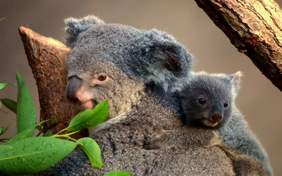 Coala, Austr&#225;lia, pequeno coala com a m&#227;e, animais fofos, coalas, vida selvagem, animais selvagens