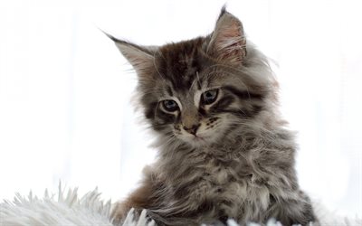 petit chaton moelleux, animaux mignons, animaux domestiques, chatons, petits chats