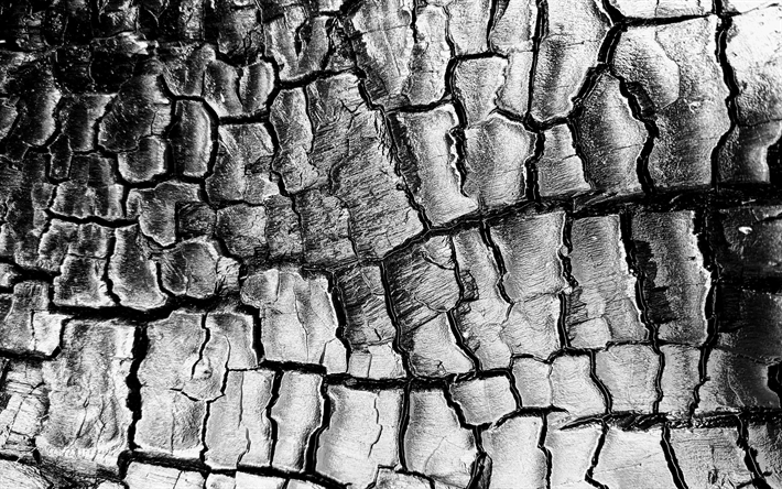 o holocausto de madeira de textura, 4k, macro, &#225;rvore queimada, brasas texturas, texturas de madeira, fundo preto