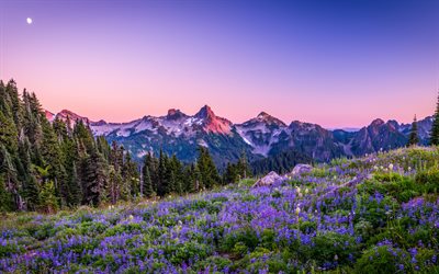 mount rainier national park, sera, tramonto, paesaggio di montagna, montagna, fiori viola, washington, usa
