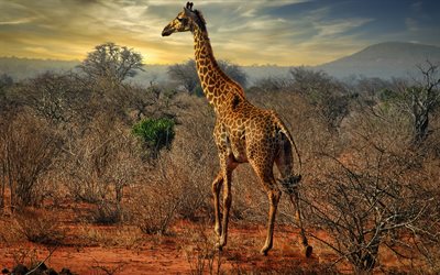 giraff, vilda djur, kväll, solnedgång, savannah, giraffer, afrika