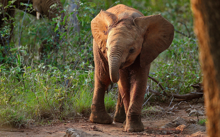 liten elefant, afrikansk elefant unge, s&#246;ta djur, kv&#228;ll, sunset, Afrika, elefanter