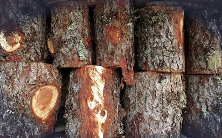 log wood texture, pine texture, wood bark texture, wooden background, wood texture