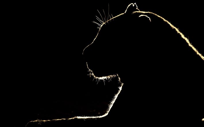 lion silhouette, black background, panther silhouette, wild animals, wildlife, wild cat silhouette