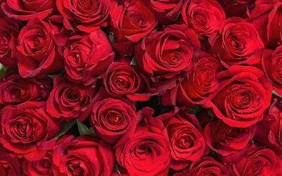 rosa roja yemas, hermosas flores, capullos de rosa, las rosas rojas de fondo, hermosas flores rojas, rosas