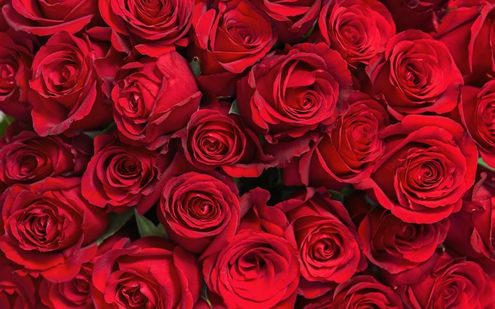 rouge boutons de roses, de belles fleurs, boutons de roses, de roses rouges en arri&#232;re-plan, de belles fleurs rouges, roses