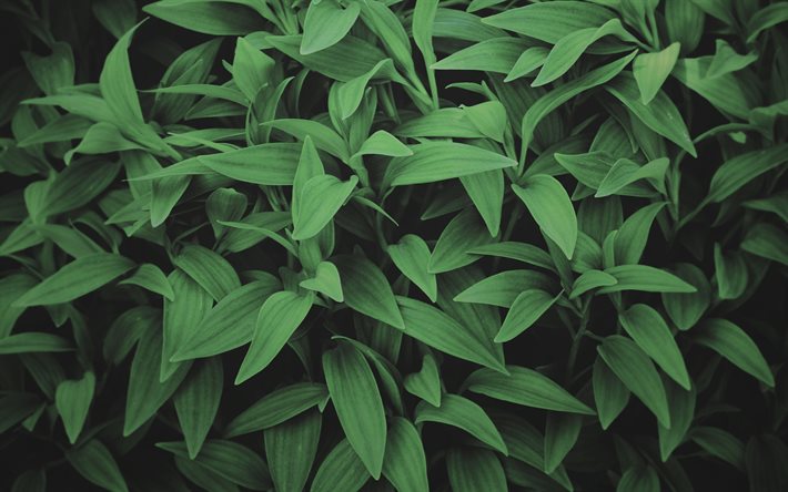 le vert des feuilles de texture, contexte environnemental, des textures naturelles, des feuilles vertes, fond avec des feuilles vertes, de plantes, de texture, de l&#39;&#233;cologie