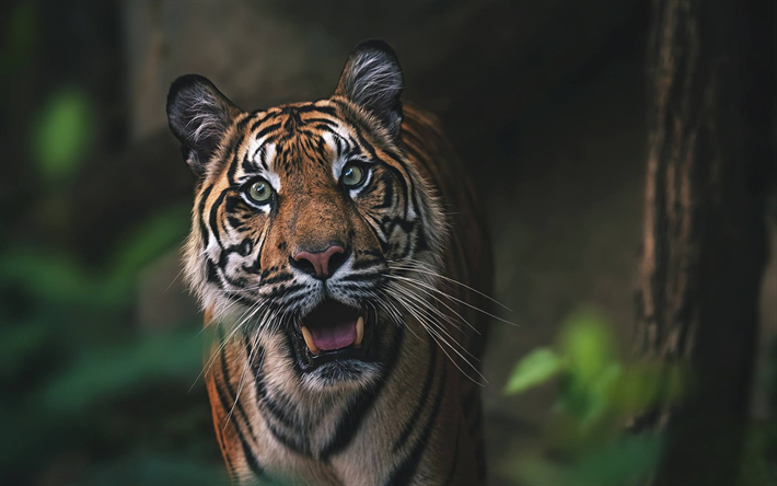タイガー, プレデター, 野生動物, 森林, ジャングル, wild cat, 危険物