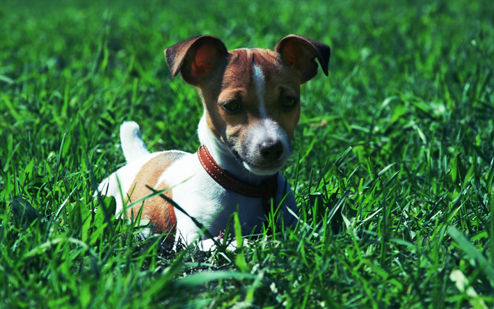 4k, ジャックラッセルテリア, 芝生, ペット, 犬, 緑の芝生, かわいい動物たち, ジャックラッセル犬