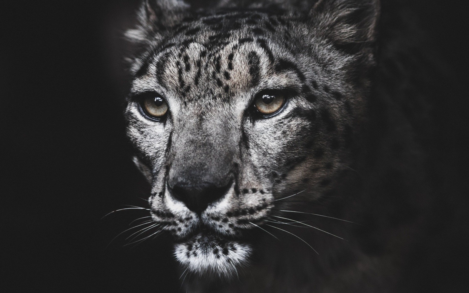 Download wallpapers snow leopard, wild cat, dangerous animals, wildlife ...