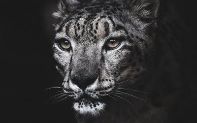 snow leopard, wild cat, dangerous animals, wildlife, portrait