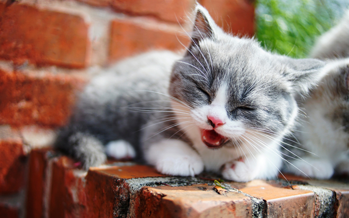 cinza pequeno gatinho, engra&#231;ado pequenos animais, a raiva conceitos, pouco fofo gato