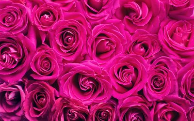 rosas de color rosa, 4k, close-up, brotes, flores rosas, rosas