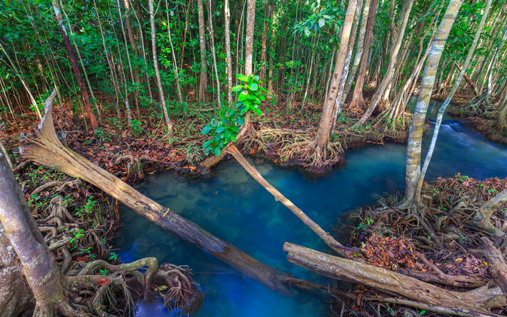 jungle, blue forest lake, forest, trees, river, Thailand