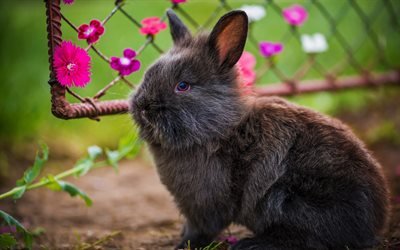 siyah tavşan, 4k, sevimli hayvanlar, pofuduk tavşan, yakın &#231;ekim, tavşanlar