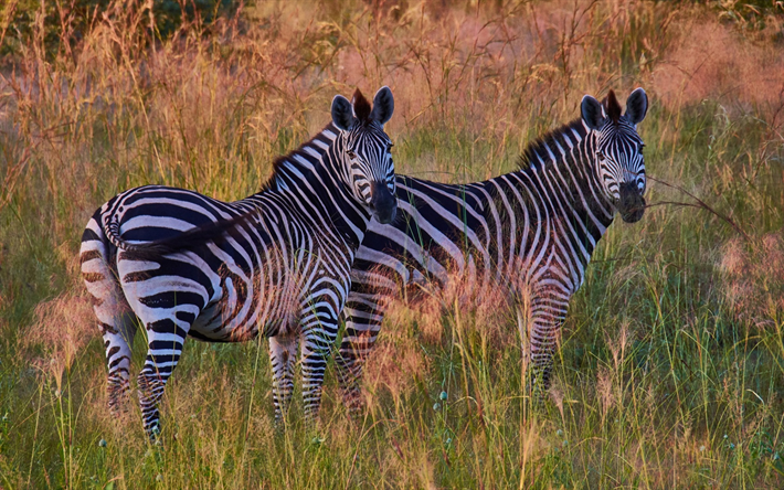 zebra, p&#244;r do sol, noite, &#225;frica, listrado com animais
