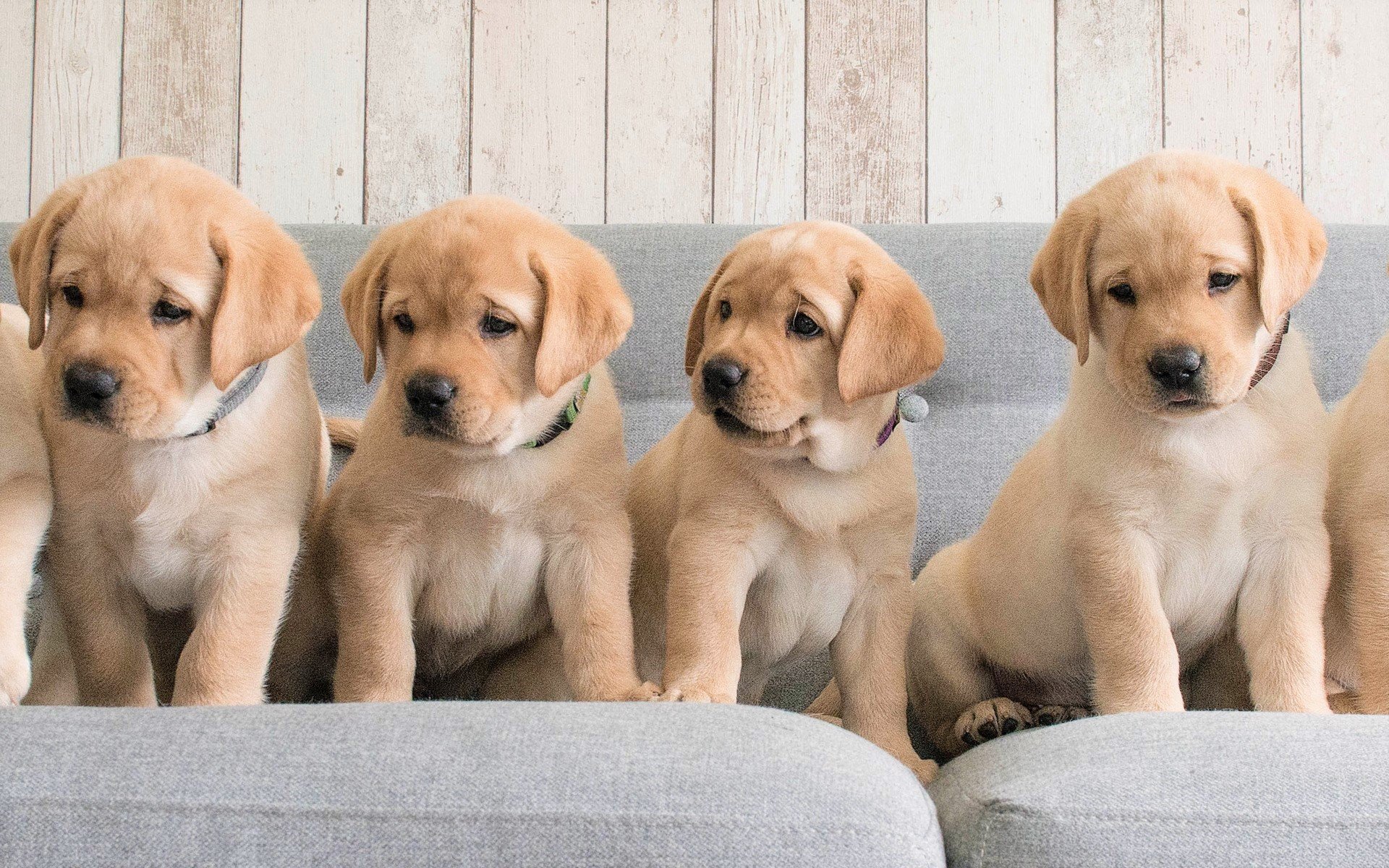 ダウンロード画像 ゴールデンレトリーバー犬 子犬 ラブラドール 犬 家族 ペット かわいい動物たち ゴールデンレトリーバー 画面の解像度 19x10 壁紙デスクトップ上