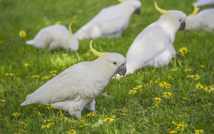 Yellow-crested cockatoo, valkoinen papukaijat, kaunis valkoinen linnut, v&#228;hemm&#228;n rikki&#228; t&#246;yht&#246;tiainen kakadu, papukaijat