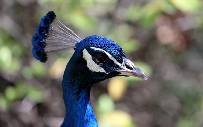 Peafowl, close-up, Pavo, colorful birds, peacock, Phasianidae