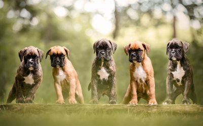 كلب بوكسر, الملاكم الألماني, الجراء الصغيرة, الكلاب لطيف قليلا, الحيوانات الأليفة, الألمانية سلالات الكلاب