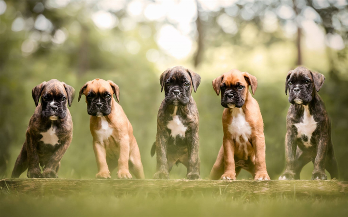 Boxer dog, German Boxer, small puppies, cute little dogs, pets, German breeds of dogs, Deutscher Boxer