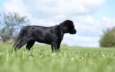 4k, Black labrador, puppy, black retriever, lawn, dogs, bokeh, cute animals, sad dog, pets, labradors, black dog