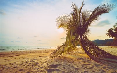 palm tree, beach, sunset, evening, ocean, tropical island, summer, evening sky