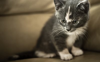 small gray kitten, cute little animals, white gray cat, pets, kittens