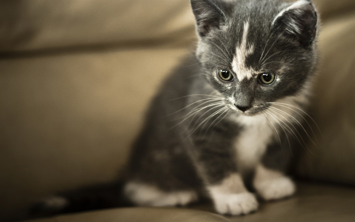 piccolo gattino grigio, simpatici animaletti, bianco, grigio, gatto, animali, cuccioli