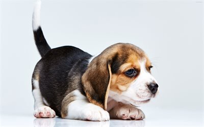 4k, Beagle, chiot, chiens, animaux mignons, petit beagle, les animaux de compagnie, Chien Beagle