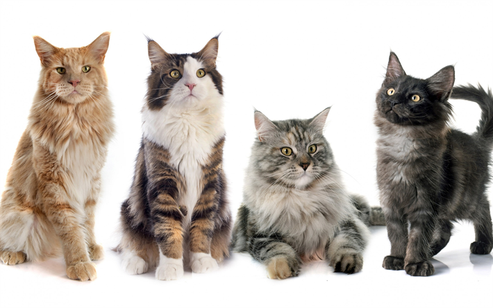 cats, Turkish Van, black kitten, cute animals, gray cat, breeds of cats concepts