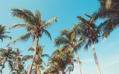 tropical island, palm trees, coconuts, blue clear sky, tall palms