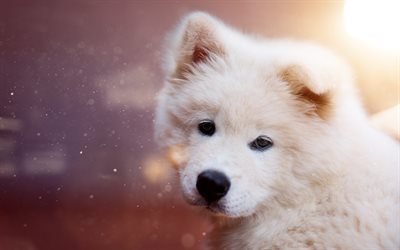 Samoyed, 4k, puppy, bokeh, white dog, cute animals, furry dog, dogs, pets, Samoyed Dog