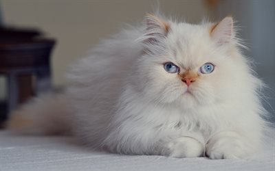 Persian cat, white fluffy cat, pets, cat with blue eyes