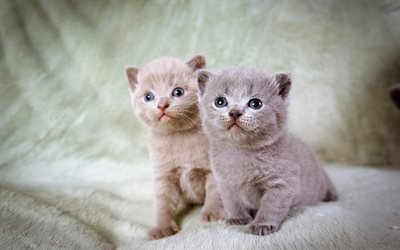 British Shorthair Cat, kittens, close-up, domestic cat, cats, cute animals, British Shorthair