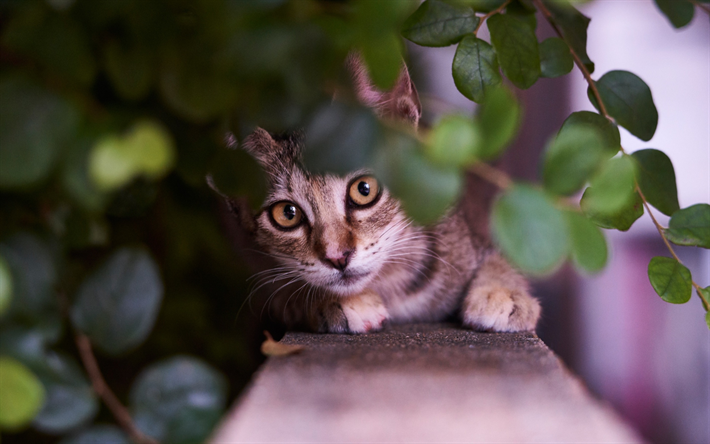gatto grigio, occhi verdi, simpatico gatto, American Wirehair, razza di gatto domestico, carino animali