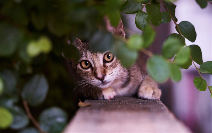 gris chat, yeux verts, chat mignon, American Wirehair, race de chat domestique, des animaux mignons