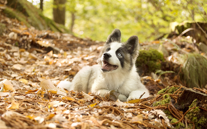Husky cachorro, mascotas, bosque, bokeh, animales lindos, Husky Siberiano, perros, Perro Husky Siberiano